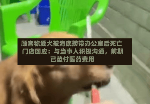 顾客称爱犬被海底捞带办公室后死亡 门店回应：与当事人积极沟通，前期已垫付医药费用-第3张图片